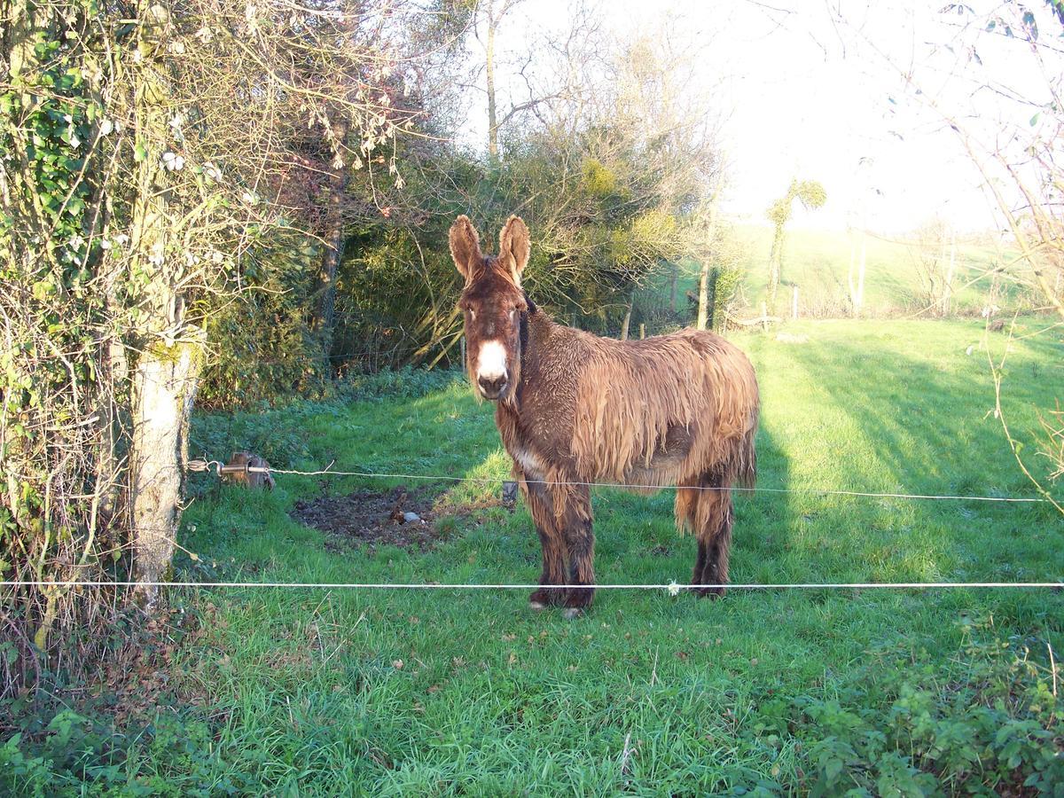La Genoise Bed and Breakfast Tillieres Exterior foto